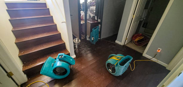Best Mold removal after water damage  in Toledo, IA